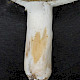 Russula vesca