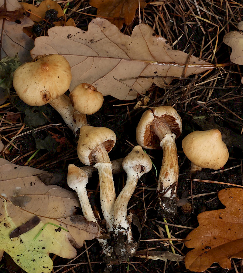Cortinarius hinnuleus - &copy; Charles Hipkin