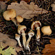 Cortinarius hinnuleus