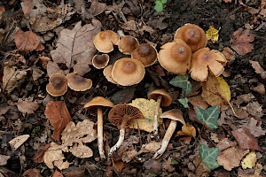Cortinarius decipiens 