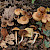 Cortinarius decipiens - &copy; Charles Hipkin