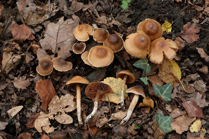 Cortinarius decipiens - &copy; Charles Hipkin