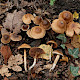 Cortinarius decipiens