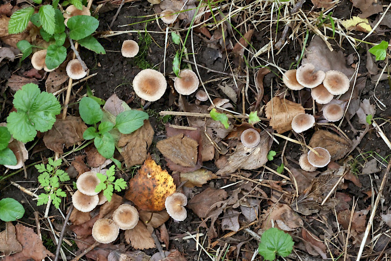Hebeloma mesophaeum - &copy; Charles Hipkin