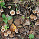 Hebeloma mesophaeum