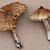 Inocybe rimosa - &copy; Charles Hipkin