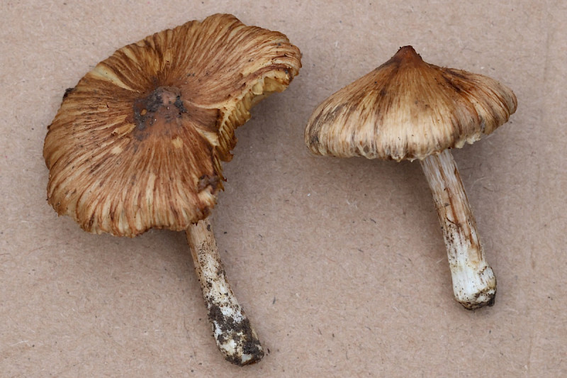 Inocybe rimosa - &copy; Charles Hipkin