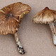 Inocybe rimosa