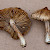 Inocybe rimosa - &copy; Charles Hipkin