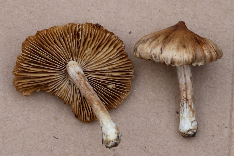Inocybe rimosa - &copy; Charles Hipkin