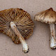 Inocybe rimosa