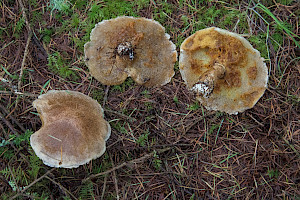 Suillus tridentinus Orange Larch Bolete
