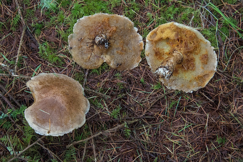 Suillus tridentinus - &copy; Charles Hipkin