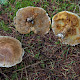 Suillus tridentinus