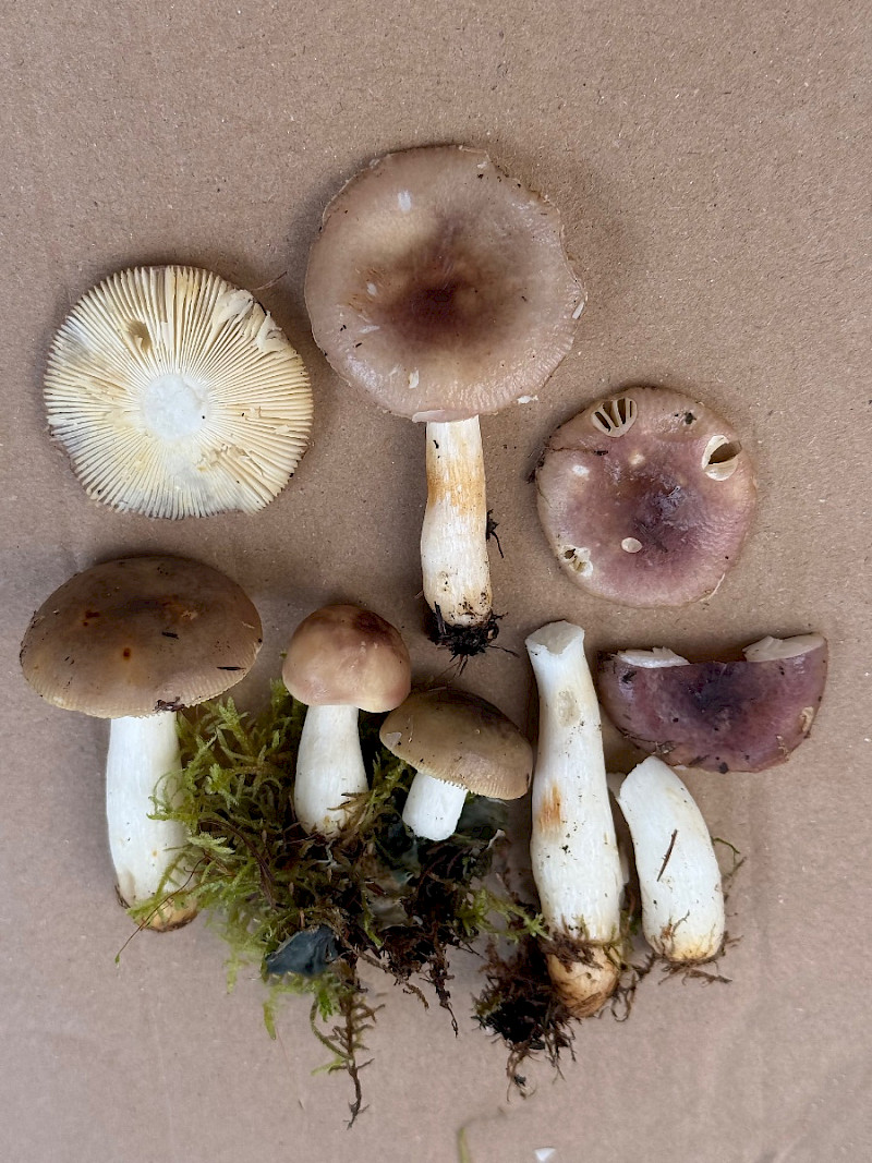 Russula versicolor - &copy; Charles Hipkin