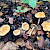 Inocybe agardhii - &copy; Charles Hipkin