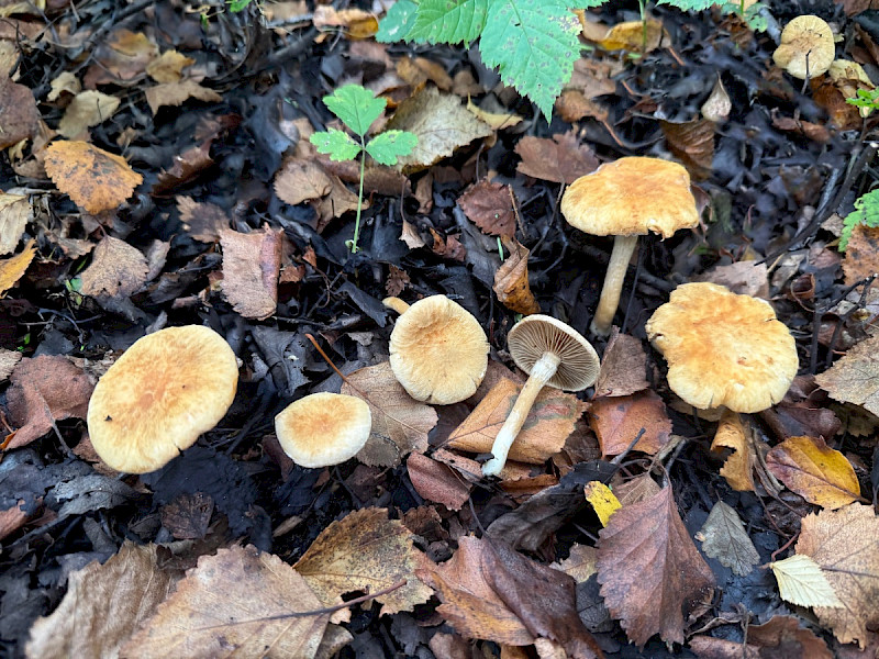 Inocybe agardhii - &copy; Charles Hipkin