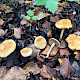 Inocybe agardhii