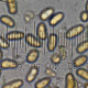 Inocybe agardhii
