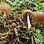 Psathyrella clivensis - &copy; Charles Hipkin