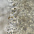 Psathyrella clivensis - &copy; Charles Hipkin