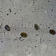 Psathyrella clivensis
