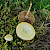 Agrocybe pediades - &copy; Charles Hipkin
