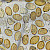Agrocybe pediades - &copy; Charles Hipkin