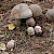 Amanita rubescens - &copy; Charles Hipkin
