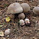 Amanita rubescens