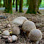 Amanita rubescens - &copy; Charles Hipkin