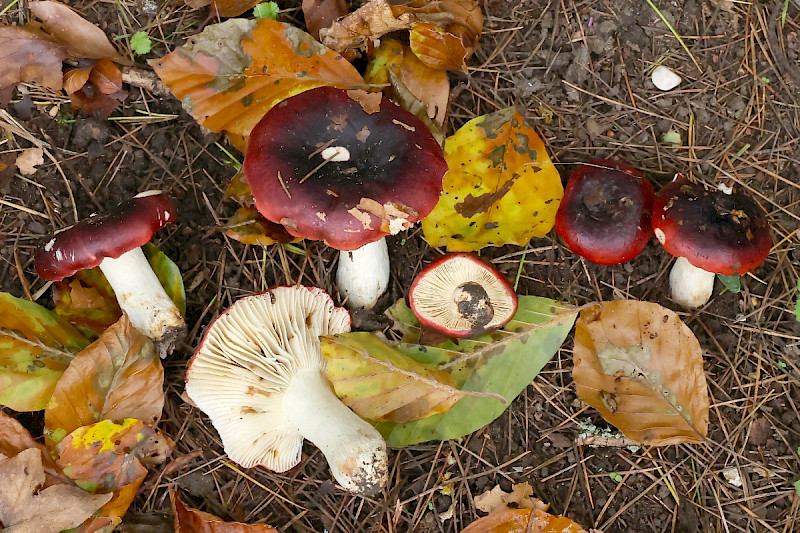Russula atropurpurea - &copy; Charles Hipkin