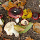 Russula atropurpurea