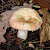 Russula chloroides - &copy; Charles Hipkin