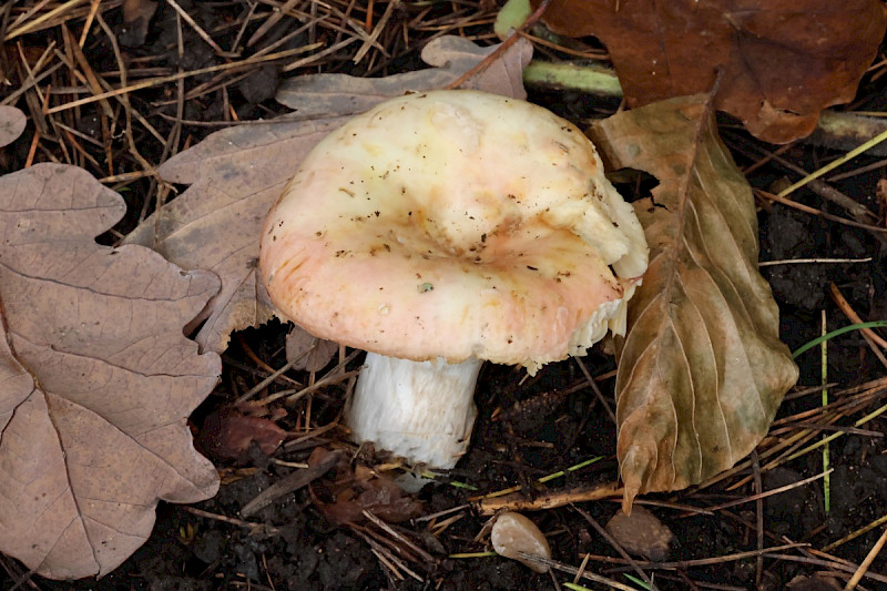 Russula chloroides - &copy; Charles Hipkin