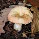 Russula chloroides