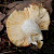 Russula chloroides - &copy; Charles Hipkin