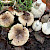 Russula recondita - &copy; Charles Hipkin