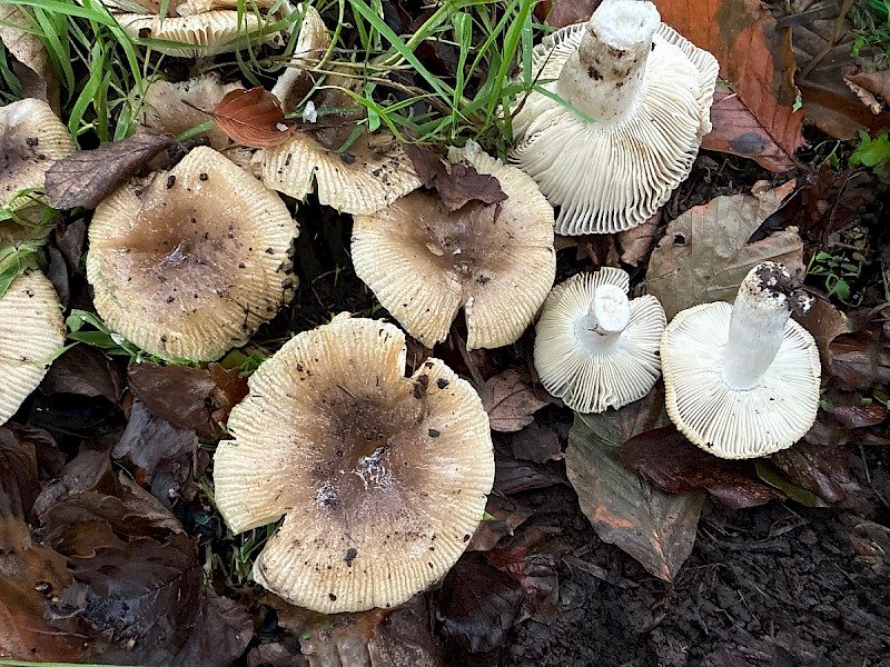 Russula recondita - &copy; Charles Hipkin