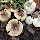 Russula recondita