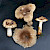Russula recondita - &copy; Charles Hipkin