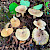 Lactarius pyrogalus - &copy; Charles Hipkin
