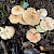 Entoloma bisporigerum - &copy; Charles Hipkin
