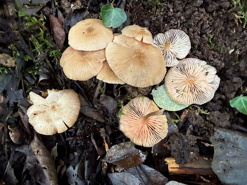 Entoloma bisporigerum - &copy; Charles Hipkin