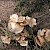 Hebeloma sinapizans - &copy; Charles Hipkin