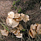 Hebeloma sinapizans