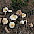 Hebeloma sinapizans - &copy; Charles Hipkin