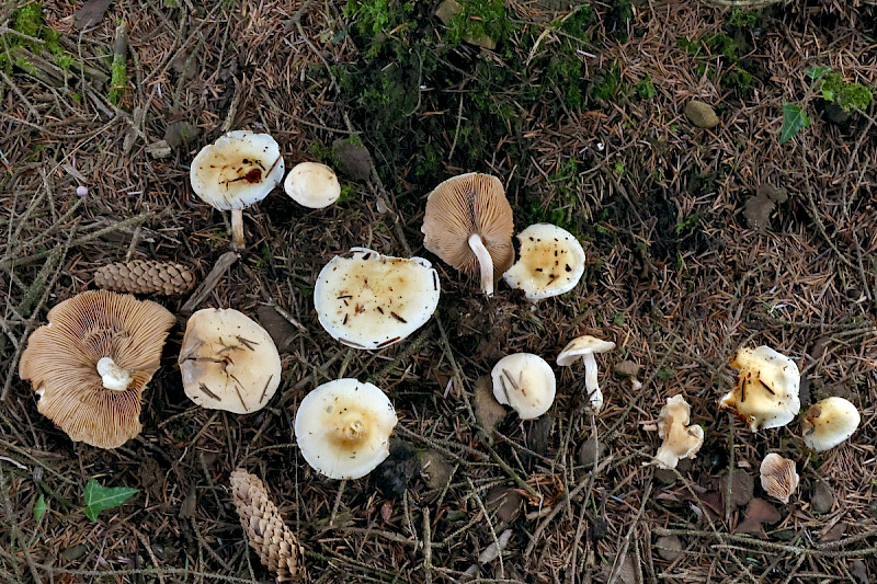 Hebeloma sinapizans - &copy; Charles Hipkin