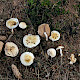 Hebeloma sinapizans