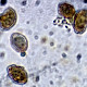Hebeloma sinapizans